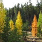 Larches / 